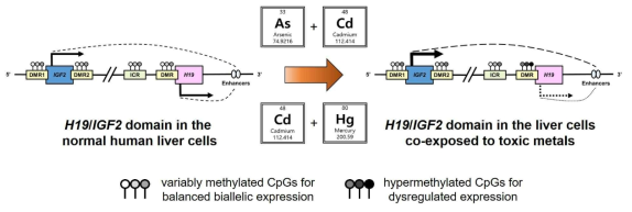 독성금속 복합노출에 의해 인체 정상 간상피세포주 THLE-3에서 각인 유전자 H19/IGF2 도메인에 유도되는 후성유전학적 이상조절 연구결과를 요약한 Graphical Abstract. 고찰: 상기 가~다. 연구개발결과를 정리하여 “Combined Exposure to Toxic Metals Induces Epigenetic Dysregulation of the H19/IGF2 Domain in the Normal Human Liver Epithelial Cells”라는 제목으로 Cell Biology and Toxicology (IF=6.1)에 투고, 현재 Under Review 상태임