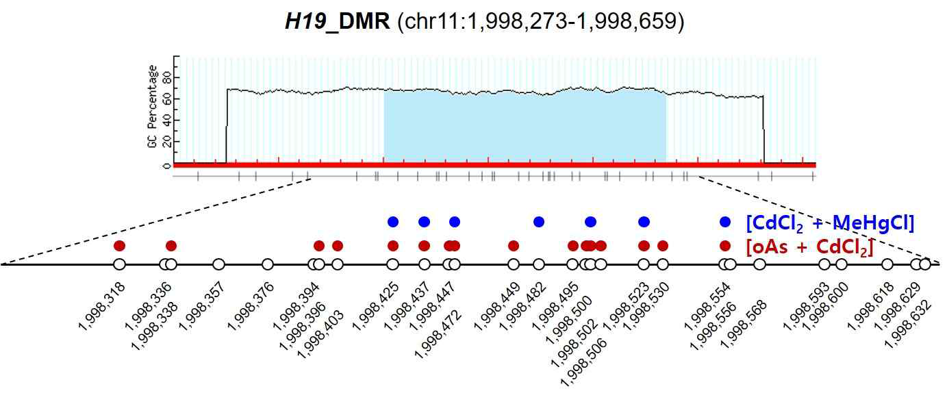 두 종류의 독성금속 복합노출 특이적인 H19 DMR부위의 CpG methylation profile 요약: 빨간색 원, oAs + CdCl2 복합노출; 파란색 원, CdCl2 + MeHgCl 복합노출. 각각의 위치 특이적 CpG loci는 H19/IGF2 발현 레벨 변화와 DNA 메틸화 레벨 변화 사이에 통계적으로 유의미한 상관관계를 나타냄