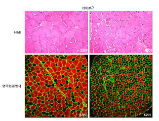 근육 H&E, 면역형광염색 예시