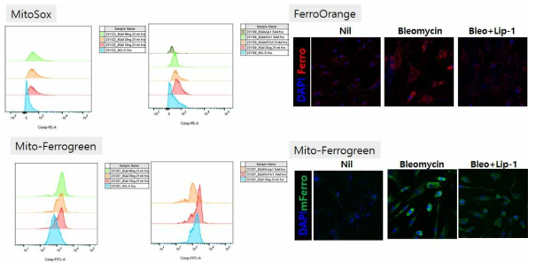 전신경화증 환자의 Skin fibroblast에서 ferroptosis 신호와 미토콘드리아 기능 조절능 조사