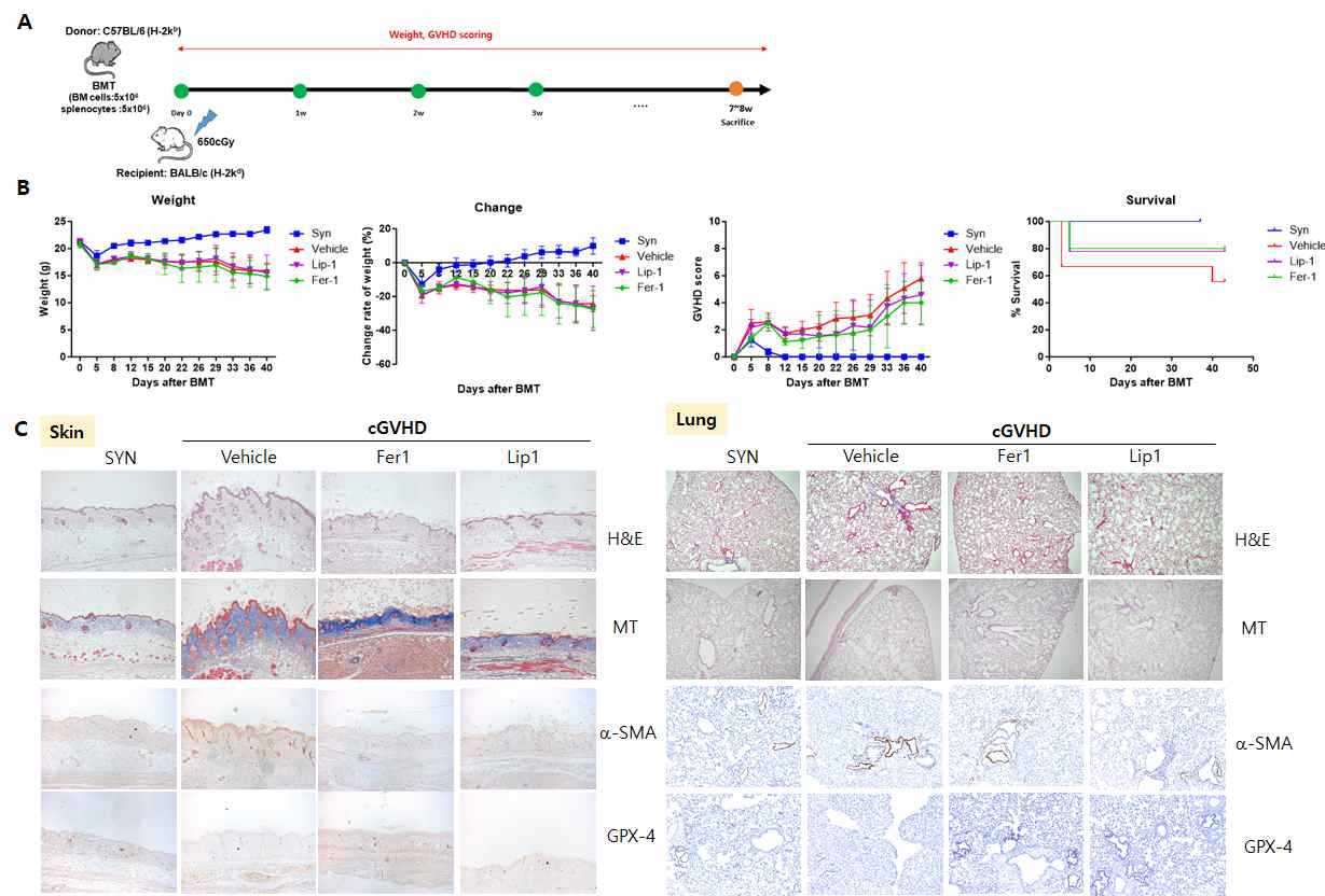 cGVHD 전신경화증 동물모델에서 Ferroptosis inhibitor처리에 의한 치료효능 분석