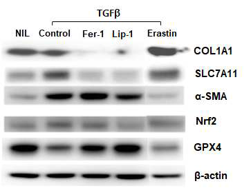 Western blotting 결과