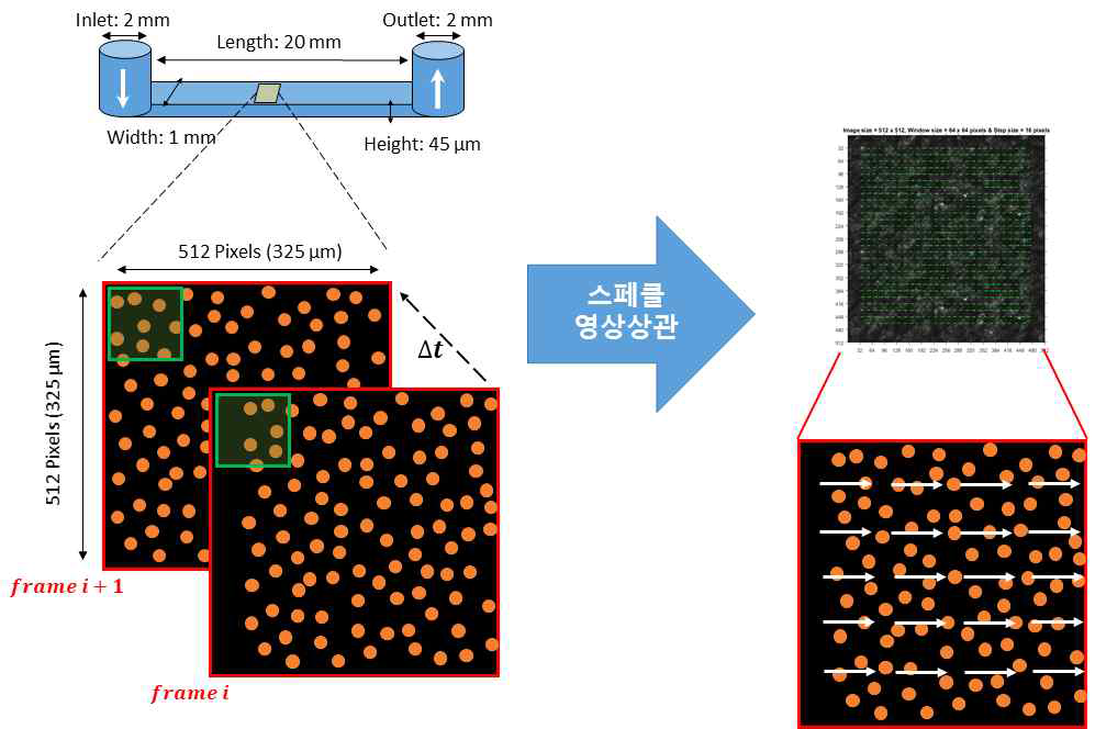 미세 유동칩에서 스페클 영상 상관 알고리즘 검증. PDMS로 제작된 미세 유동칩에서 스페클 입자 및 유체를 흘려보낸 후 스페클 영상 촬영한 결과 실제 이동속도와 알고리즘으로 계산된 속도가 일치함을 보임