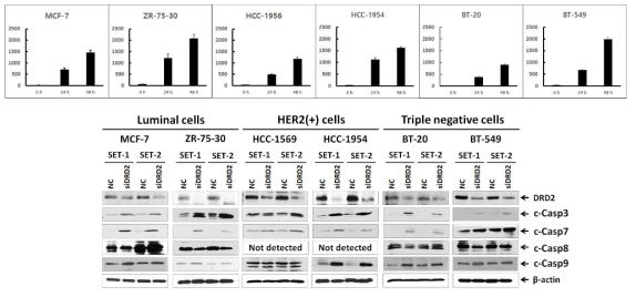 caspase-3 활성과 immunoblot을 통한 DRD2 발현 억제에 의한 세포 사멸