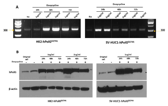 PolG mutator 유도 발현 인간 정상 신장 세포주 독시사이클린 비처리군과 처리군을 비교하여 유전자 발현 및 단백질 발현 확인: A) 해당 조건의 세포에서 RNA를 추출하여 RT-PCR을 통해 독시사이클린 처리시 PolG 유전자가 유도 되는지 확인. B) 해당 조건의 세포에서 단백질을 추출 하여 Western blot을 통해 독시사이클린 처리시 PolG 유전자 발현이 유도됨을 확인함