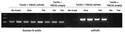 마우스를 제작하기 위해 만든 mPolG mutator Tet-on 유도발현 플라스미드가 독시사이클린 (또는 테트라사이클린) 존재하에 유도 발현 하는지 알아보기 위하여 해당 플라스미드와 rtTA를 발현하는 Tet-On regulator 플라스미드를 Hela cell에 co-transfection하여 RNA를 추출 후 해당 유전자의 발현을 확인