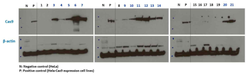 Hela-Cas9 발현 세포주의 single clone의 cas9 닥백질의 발현수준을 western blot을 통해 확인