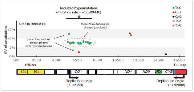 유방암 환자 (SP6730)의 mtDNA hypermutation 돌연변이의 위치 및 VAF 정보