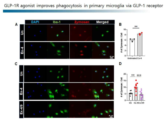 GLP-1이 GLP-1R을 통해 뇌면역세포의 phagoyctosis 기능을 향상시킴