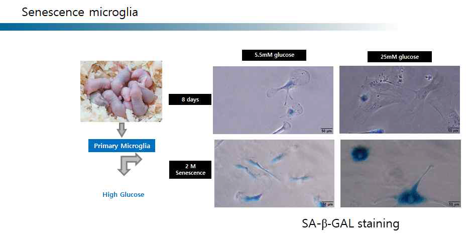 High glucose에 의해 유도된 뇌면역세포의 세네슨스 SA-bgal 염색