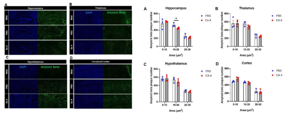GLP-1에 의해 노화된 5XFAD 마우스 hippocampus amyloid beta가 유의적으로 감소됨