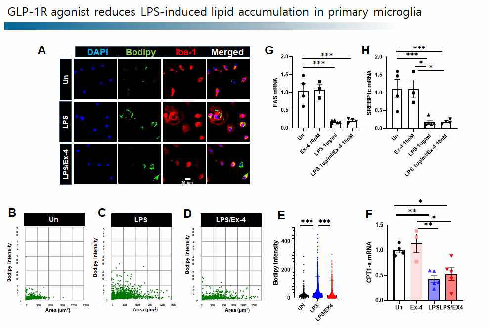 뇌면역세포에서 LPS에 의해 증가한 lipid droplet이 GLP-1에 의해 감소함