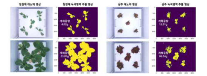 식물 캐노피 전체 영상으로부터 개체당 평균 캐노피 면적 환산