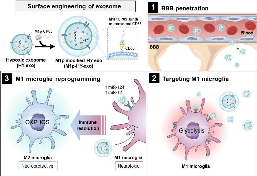Microglia 리프로그래밍 엑소좀 작용 모식도