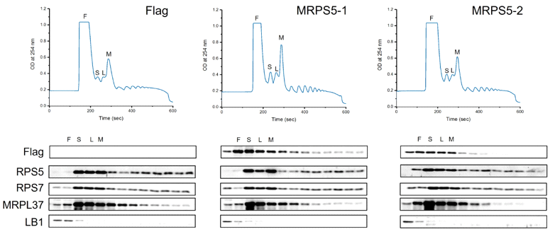 Polysome profiling