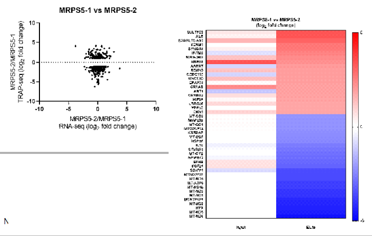 TRAP-sequencing 결과 MRPS5-1, MRPS5-2, RPL22가 각각 Interaction하고 있는 RNA를 extraction하여 library를 제작한 뒤 NovaSeq6000으로 sequencing을 진행함