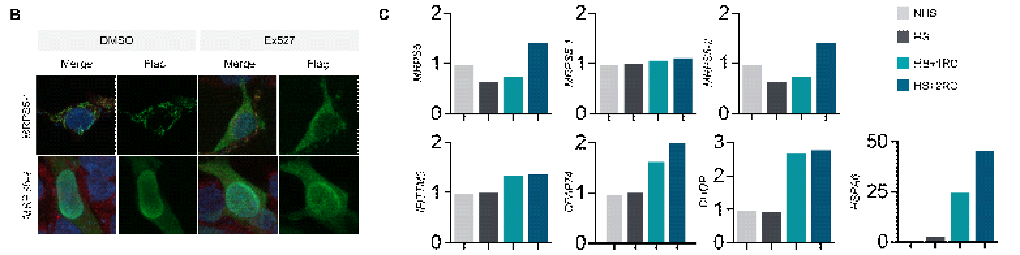 qPCR을 통한 MRPS5 isoform-specific expression 확인