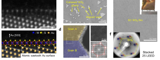 단결정 WS2 박막의 합성 모식도와 분석 결과. (a) 톱니 구조의 금 표면 위에 성장되는 WS2.