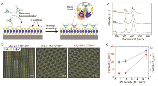 (a) 2H-MoS2의 황 결함에 기능된 멜라민, (b) 황 결함 농도에 따른 False-colored ADF-STEM 이미지, (c,d) 황 결함 농도에 따른 Raman 스펙트럼과 반치전폭