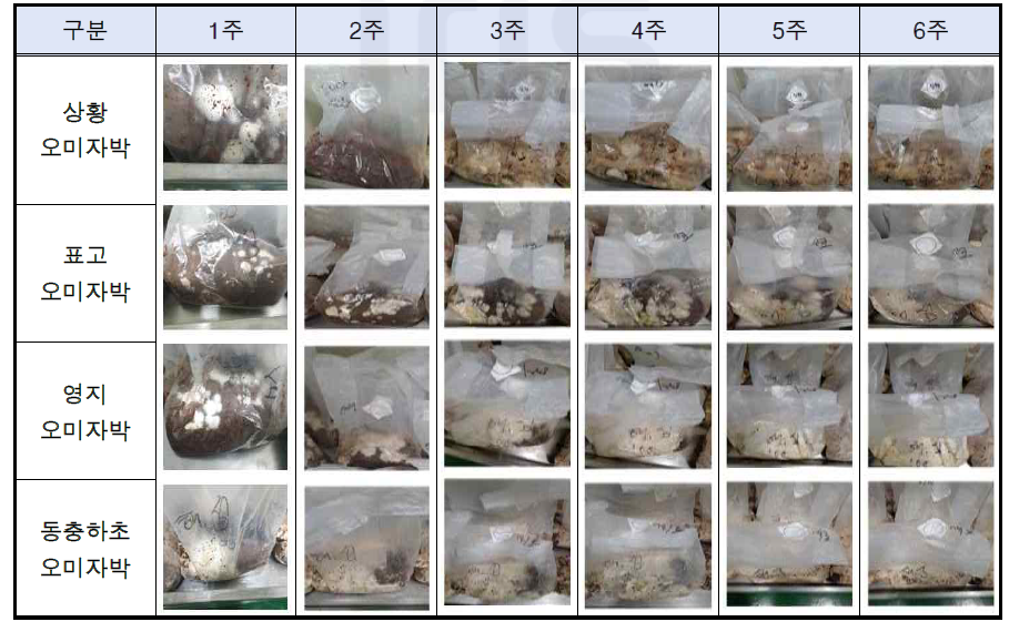 버섯균 (4종) 접종 및 해양심층수 경도 100 오미자박 고상발효물