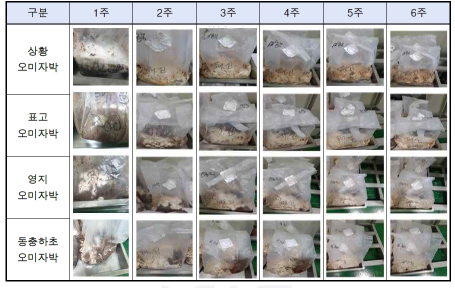 버섯균 (4종) 접종 및 해양심층수 경도 200 오미자박 고상발효물