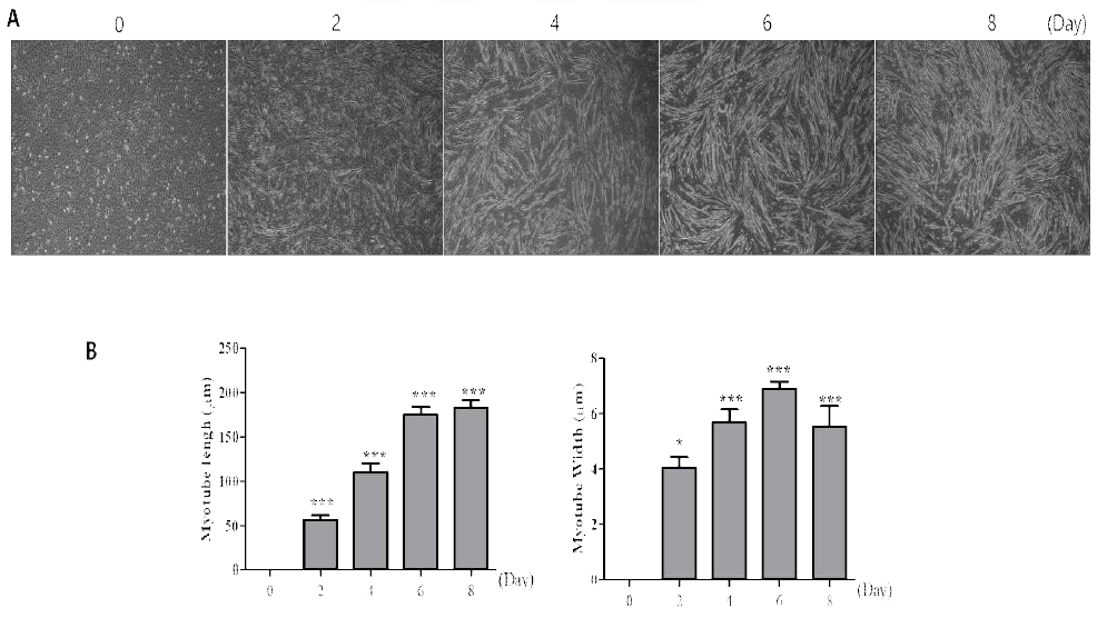 Conditions for myogenesis by 2% horse serum in C2C12 cells