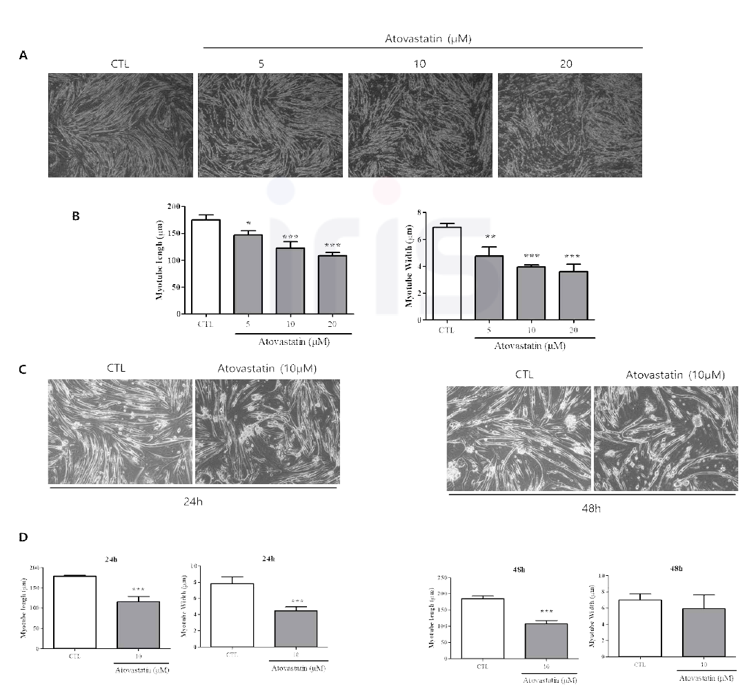 Establishment of conditions for inducing muscle atrophy in C2C12 cells by atorvastatin