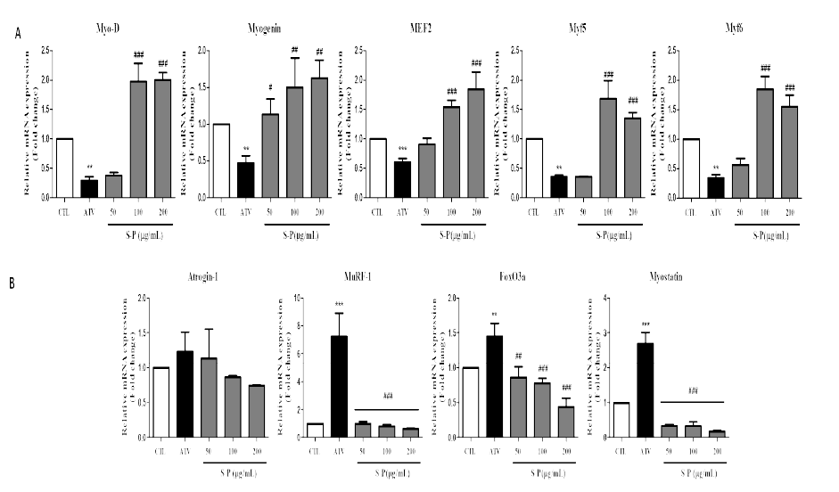 Effect of SP extract on the Atorvastatin induced muscle atrophy in C2C12 myotube. Total RNAs were extracted using Trizol reagent and mRNA was measured using qRT-PCR. The fold changes relative to the control were calculated using the ΔΔCT method for mRNA expression levels of muscle-specific transcription genes. Values are means SEM of two different preparations with quadruplicate experiments. **p<0.01 and ***p<0.001 vs. CTL ; #p<0.05, ##p<0.01 and ###p<0.001 vs. ATV group