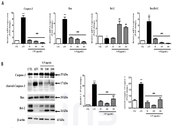 Atrophy-related apoptosis in ATV treated C2C12 myotubes. The expression of Bax/Bcl2 and cleaved-caspase-3/caspase-3 mRNA and proteins expression by qRT-PCR and western blot. Cells treated with S-P extract (50, 100 and 200 ㎍/㎖) in the absence or presence of 10uM ATV for 24 h. The fold changes relative to the control were mRNA expression levels of apoptosis genes and the intensity of the protein band was normalized against the internal control β-actin. Values are means SEM of two different preparations with quadruplicate experiments. ***p<0.001 vs. CTL ; ##p<0.01 and ###p<0.001 vs. ATV group