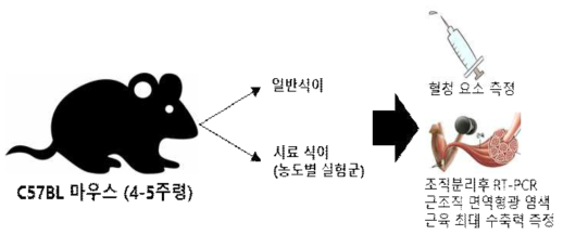 근력개선 in vivo 동물 시험