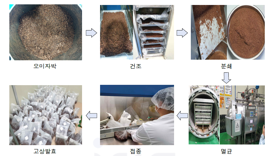 상황버섯 오미자박 고상발효 Scale-up 공정