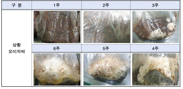 상황버섯 오미자박 고상 발효물 6주 생장