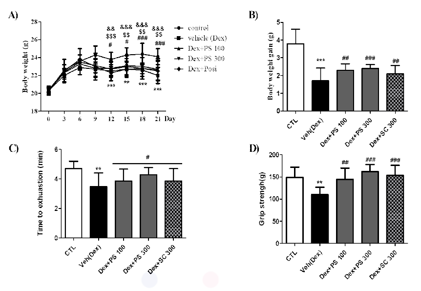 Dexamethasone 유발 근육 위축 mice에 대한 상황버섯 오미자박 추출물 (PS)의 효과. A) Body weight. B) Body weight gain. C) Treadmill test. D) Grip strength. Results represent as the mean±SD of three different preparations with quadruplicate experiments. **p<0.01, ***p<0.001 vs. CTL ; *p<0.05, #p<0.05, ##p<0.01 and ###p<0.001 vs. Dex group. PS; Phellinus linteus and Schisandra chinensis extract, Sc; Schizandra chinensis Baillon