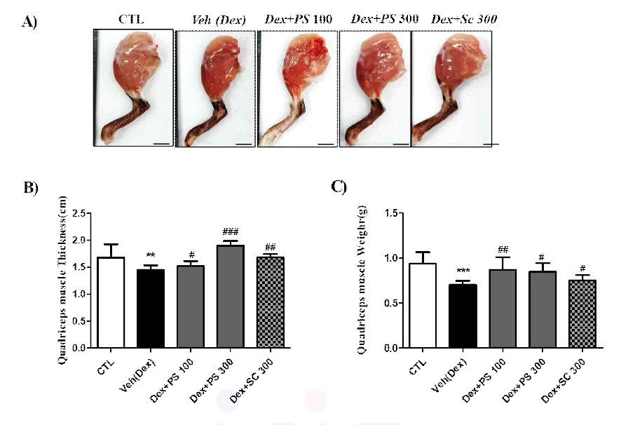 상황버섯오미자박추출물 (PS)에 의한 Dexamethasone 유발 근육 위축 mice의 근육손실 및 체중 효과 비교. A) The photo of Quadriceps muscle. B) Quadriceps muscle Thckness(cm). C)Quadriceps muscle weights. Results represent as the mean±SD of three different preparations with quadruplicate experiments. **p<0.01, ***p<0.001 vs. CTL ; *p<0.05, #p<0.05, ##p<0.01 and ###p<0.001 vs. Dex group. PS; Phellinus linteus and Schisandra chinensis extract, Sc; Schizandra chinensis Baillon