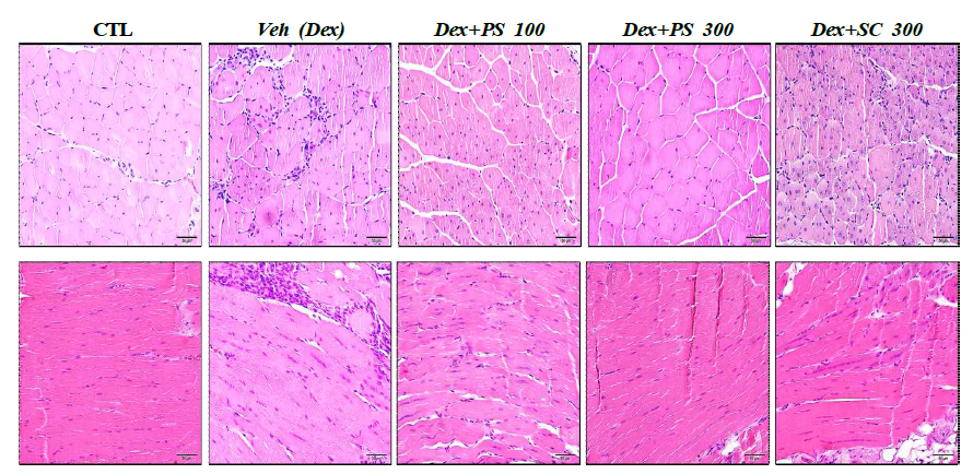 상황버섯오미자박추출물 (PS)에 의한 근 위축 mice 대퇴사두근의 Haematoxylin-Eosin 염색 효과. Treated dexamethasone-induced atrophy mice from PS 100 mg/kg and 300 mg/kg had altered muscle pathology with an increase in morphologically normal fibers and fewer regenerating fibers. cross sectional fiber areas (upper pannel) and longitudinal sectional fiber areas in mdx mice (lower pannel). 200X H Phellinus linteus and Schisandra chinensis extract, Sc; Schizandra chinensis Baillon