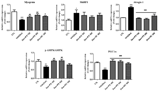 상황버섯오미자박추출물 (PS)에 의한 Dexamethasone 유발 근육 위축 mice의 mRNA 발현에 대한 효과. The expression of mRNA in quadriceps muscles was analyzed by qPCR. GAPDH was used as a control. Results represent as the mean±SD of three different preparations with quadruplicate experiments. **p<0.01, ***p<0.001 vs. CTL ; *p<0.05, #p<0.05, ##p<0.01 and ###p<0.001 vs. Dex group. PS; Phellinus linteus and Schisandra chinensis extract, Sc; Schizandra chinensis Baillon