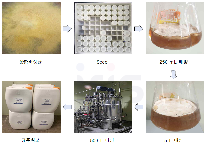 상업화를 위한 선정 유용미생물 상황버섯균 Scale-up 배양