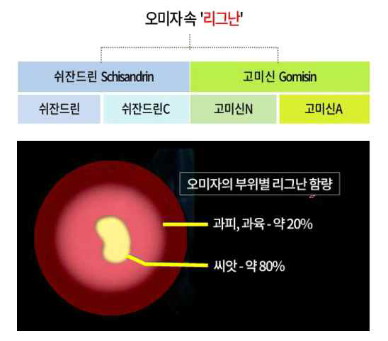 오미자 속 리그난