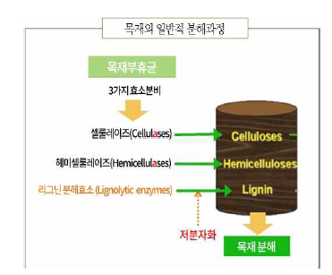 목재의 분해 과정