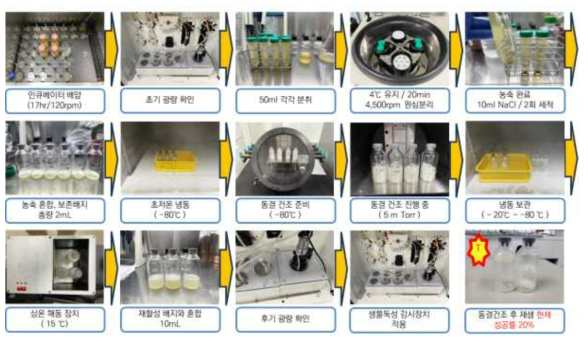 발광박테리아 동결건조 및 재생 과정