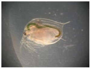 물벼룩 (Daphnia Magna)