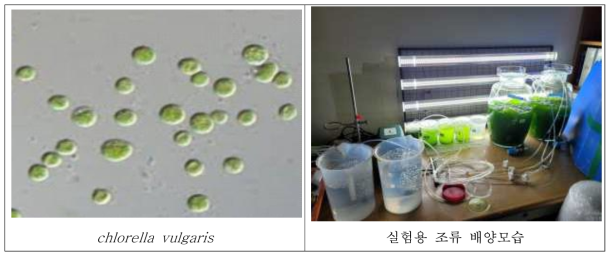 미세조류 시험생물