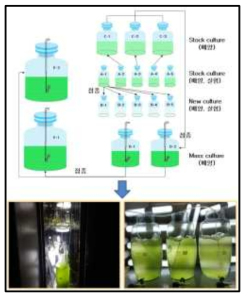 미세조류 배양 방법