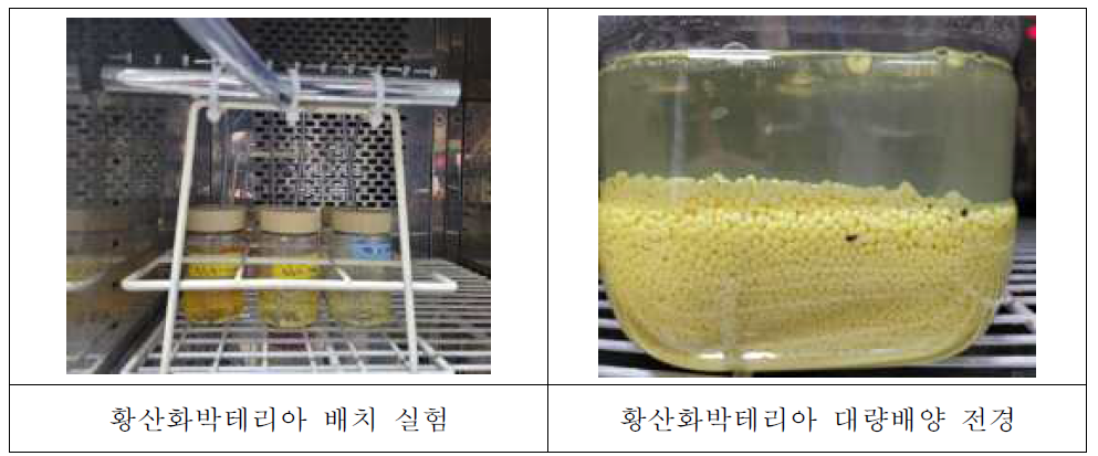 황산화박테리아 배치 실험 및 배양 전경