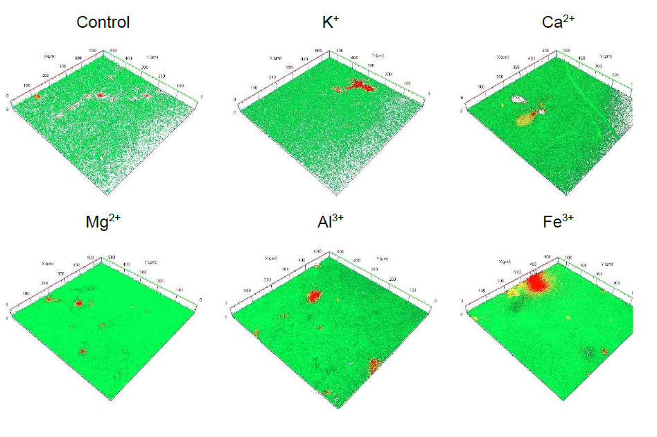 양이온에 따른 바이오필름 CLSM 이미지 (green: live cell, red: dead cell)