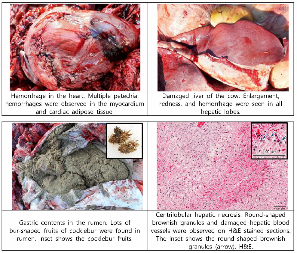 도꼬마리 중독증 사례의 육안 및 조직소견