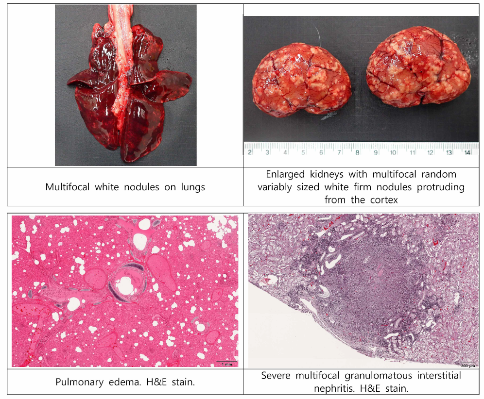 고양이전염성복막염 사례의 육안 및 조직소견