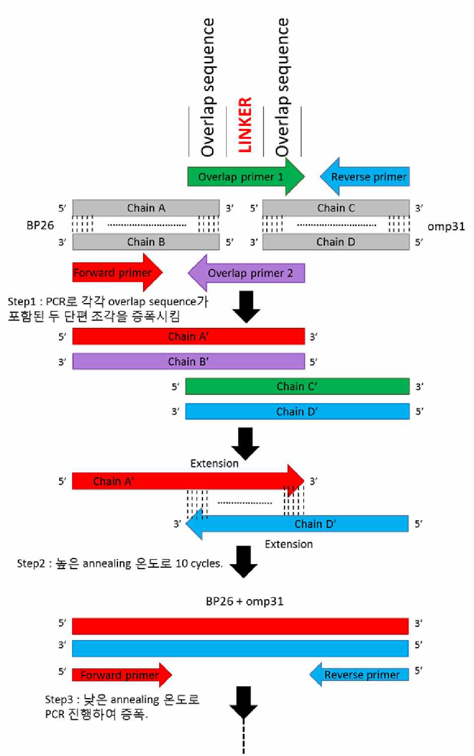 SSOE(simultaneous splicing overlap extension)-PCR을 이용한 combinated recombinant DNA 제작