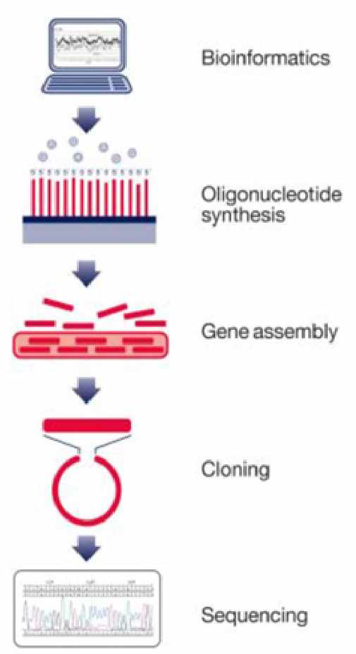 Nano scale gene synthesis 과정