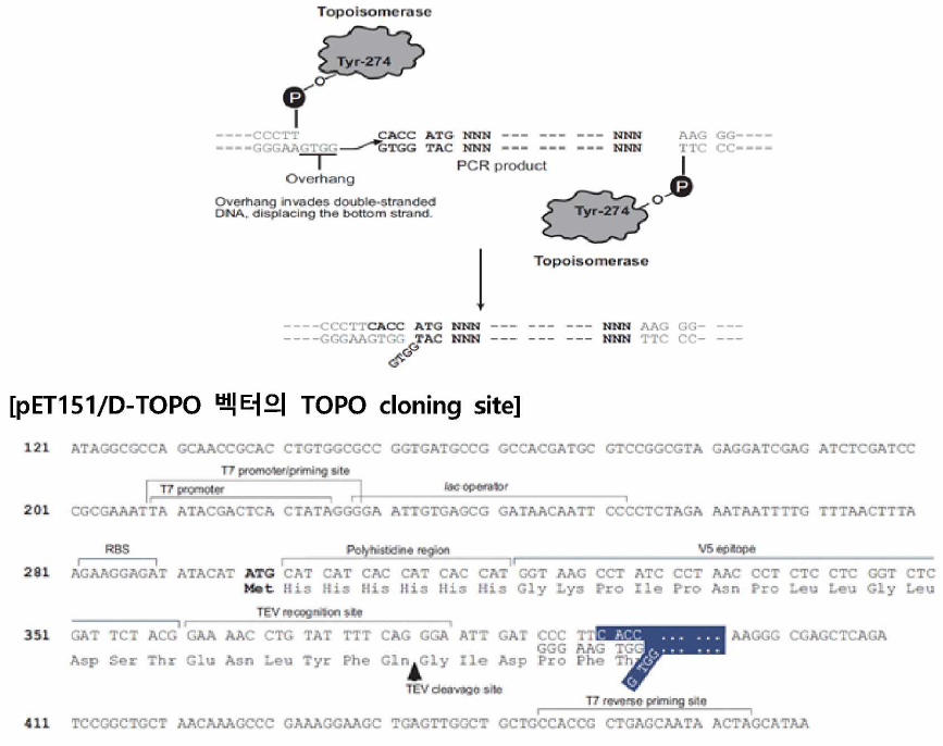 pET151/D-TOPO 발현 시스템을 이용한 3종 재조합유전자의 Cloning 과정